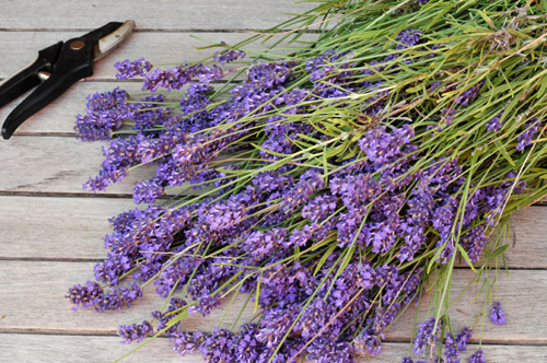 Fodring med et par kviste af lavendel vil være et kærkomment krydderi for enhver kanin i kaninfoderet. Illustration fra bogen "Jeg elsker min kanin". Foto: Tine Kortenbach, copyright